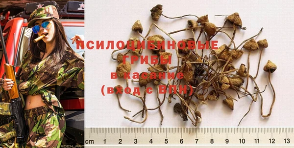 стафф Арсеньев